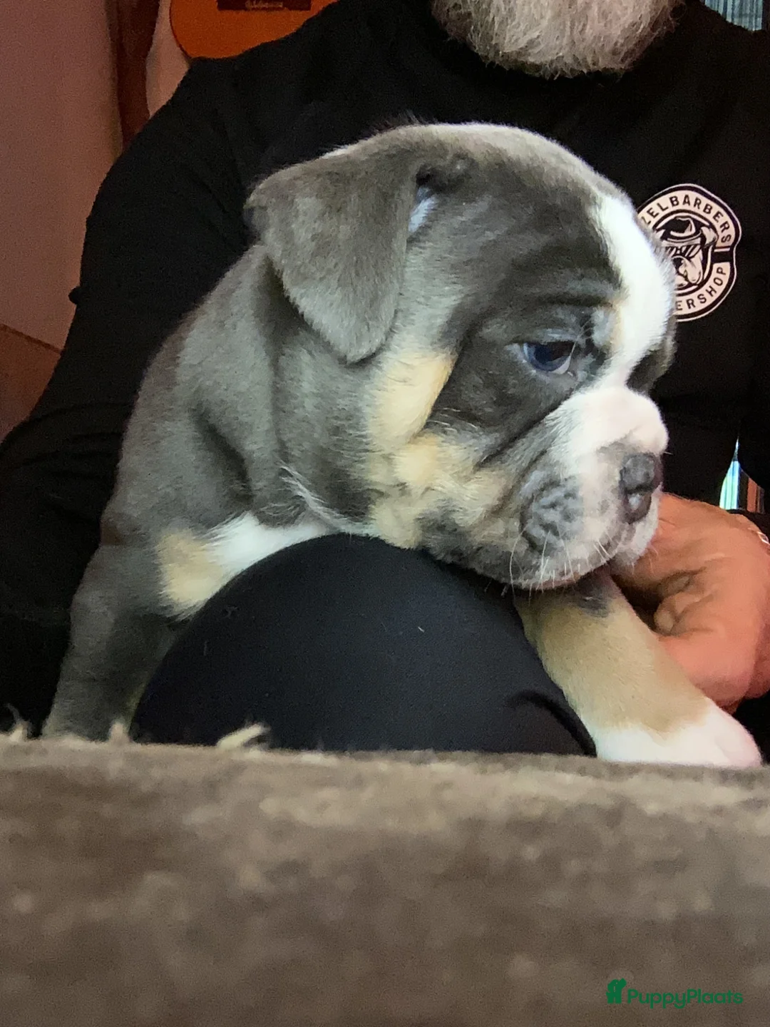 Old English Bulldog honden te koop: Prachtige Bulldog puppies in Nijmegen - Advertentie 2