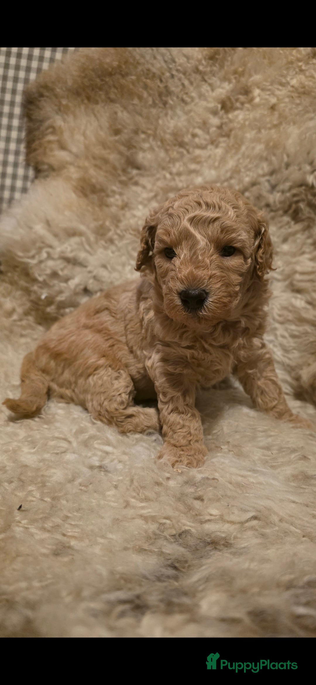 Goldendoodle honden te koop: Goldendoodle multigen middenslag reu te koop - Advertentie 1