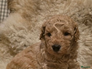 Goldendoodle honden Goldendoodle multigen middenslag reu te koop - Advertentie 5