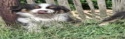 Australian Shepherd honden te koop: Raszuivere Australian Shepherd pups, getest ouders - Advertentie 15