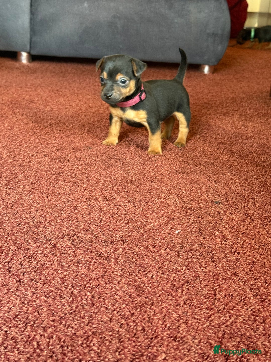 Jack Russel Terriër honden te koop: Jack Russel Pups - Advertentie 19