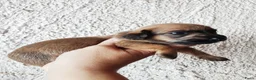 Kruising honden te koop: Doxiepoo pups. Mama toypoedel x papa dwergteckel  - Advertentie 3