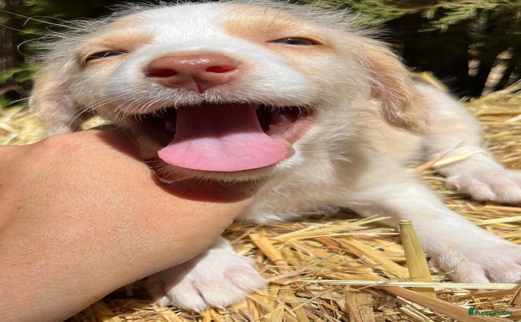 Kruising honden - Advertentie 1