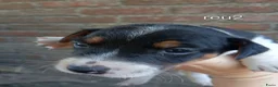 Jack Russel Terriër honden te koop: Jack Russell boerderijpups - Advertentie 7