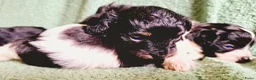 Kruising honden te koop: 3 teefjes Toy Multipoo - Advertentie 3