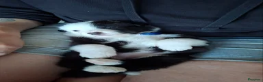 Australian Shepherd Puppy 7