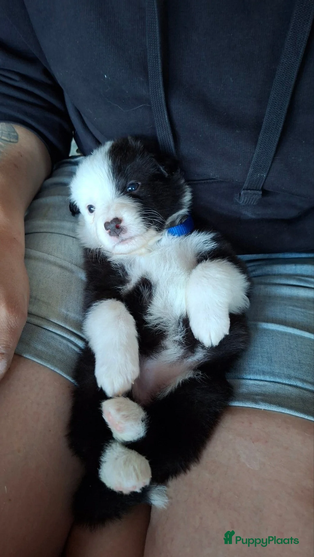 Australian Shepherd honden te koop: Australian Shepherd met stamboom - Advertentie 12