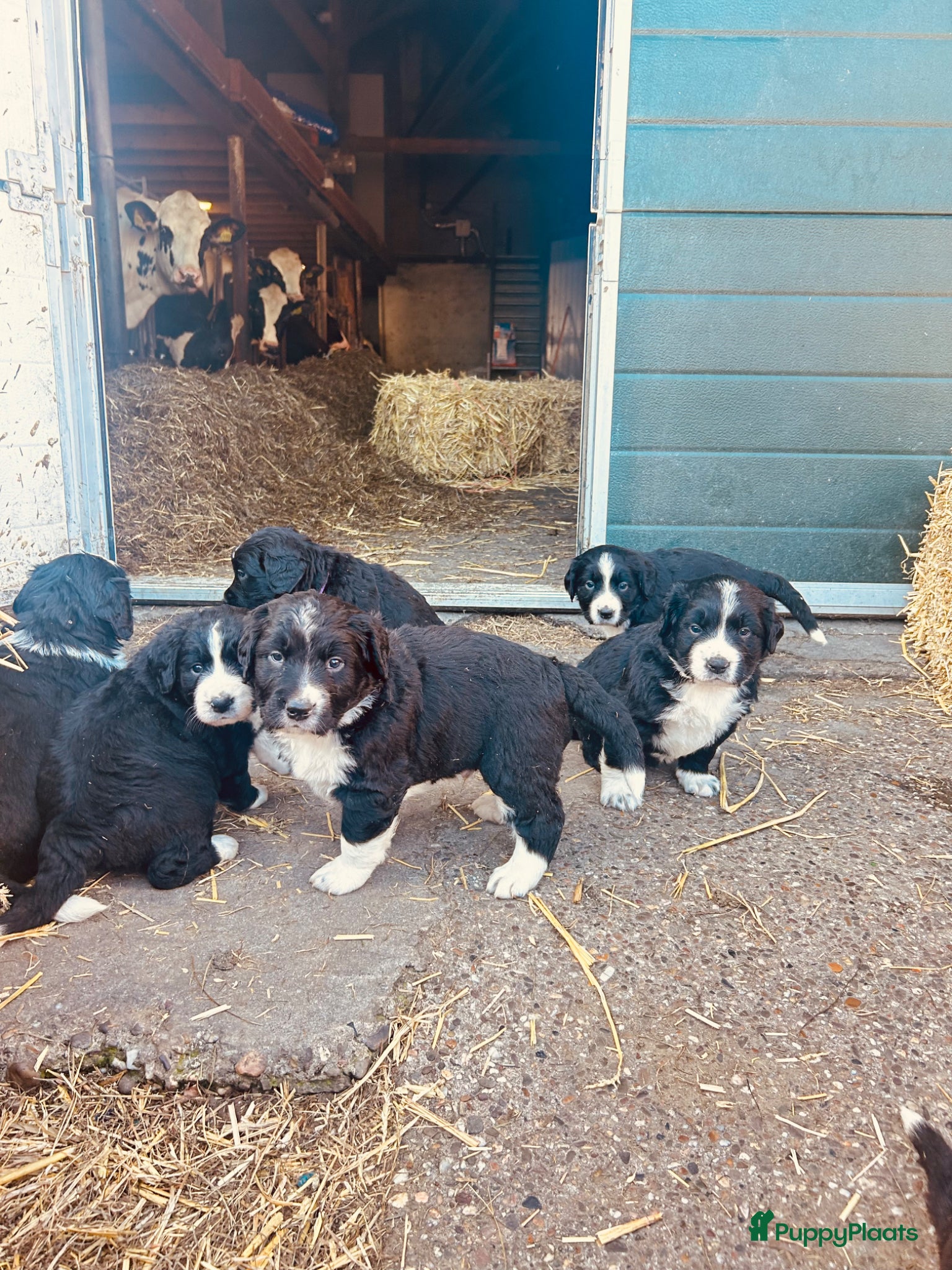 Kruising honden Kruising Berner Sennen x Friese stabij - Advertentie 1