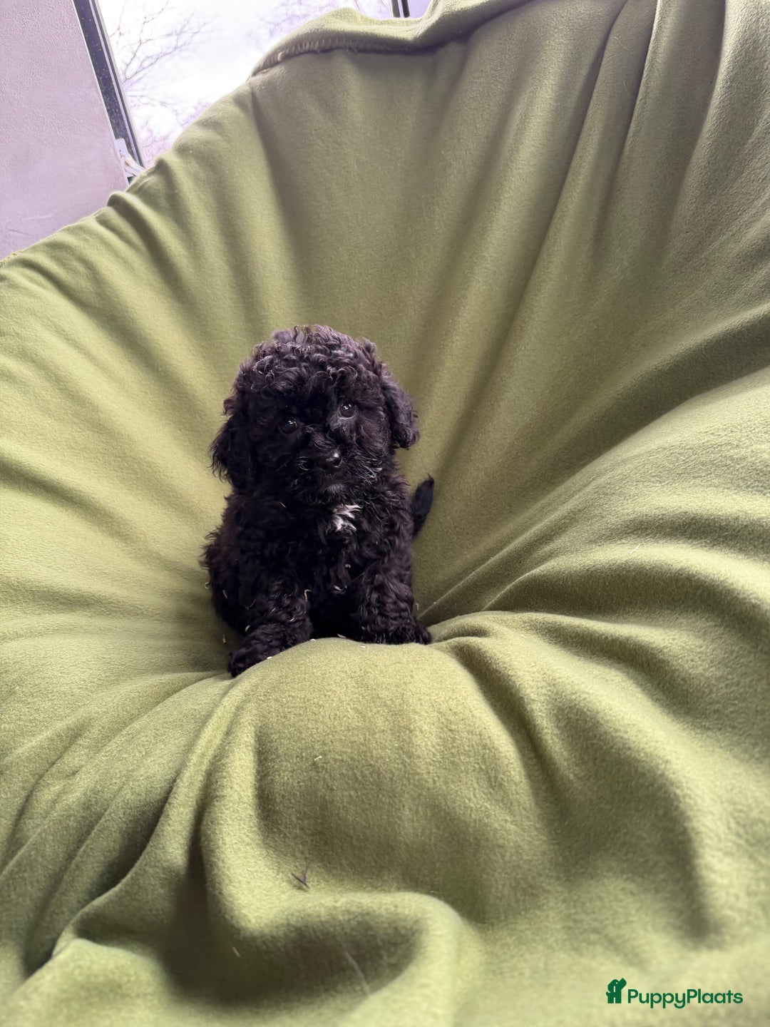 Maltipoo honden te koop: Maltipoo (Maltezer x Toy poedel) pups - Advertentie 28