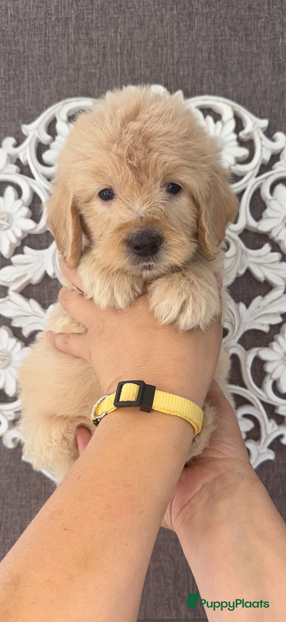 Goldendoodle honden PRACHTIGE GOLDENDOODLE PUPS!  - Advertentie 2