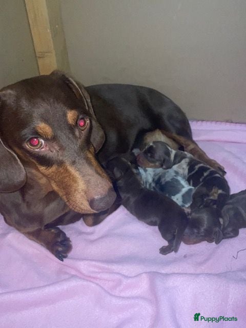 Teckel (korthaar)  honden Dwergteckels korthaar - pups....  - Advertentie 13