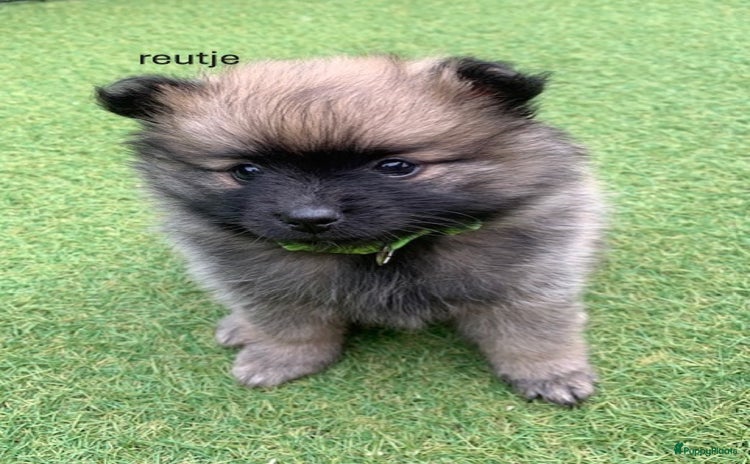 Pomeriaan honden - Advertentie 2