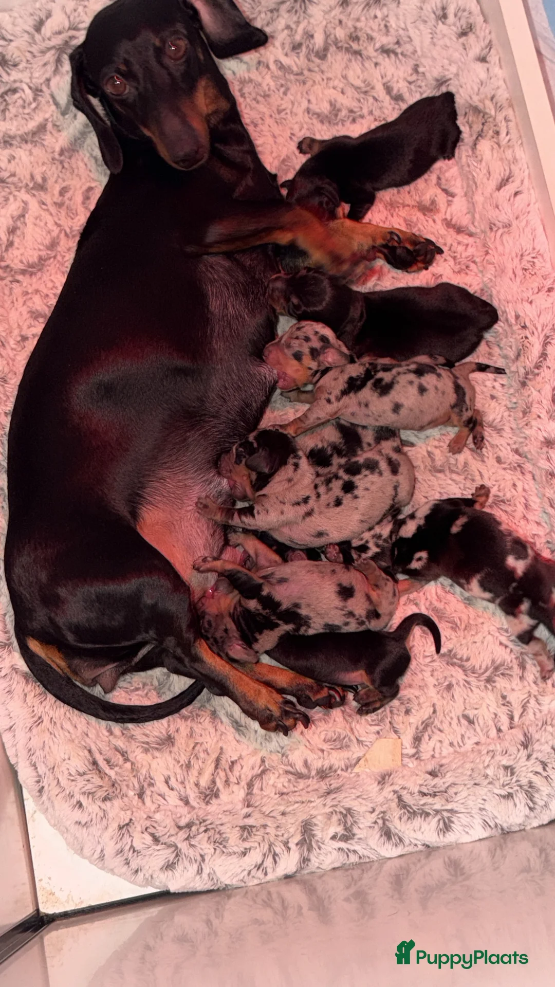 Kruising honden te koop: Kanichen pups  - Advertentie 5