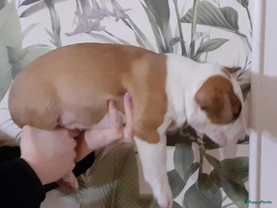 Bull Terriër honden te koop: deze 4 kanjers zijn op zoek naar gouden mandje - Advertentie 13