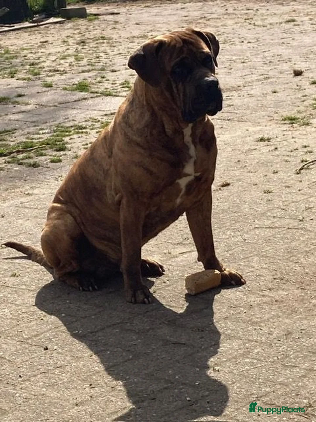 Cane Corso honden te koop: Cane Corso - Advertentie 2