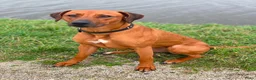 Rhodesian Ridgeback honden te koop: 10 prachtige Rhodesian Ridgeback pups te koop - Advertentie 5