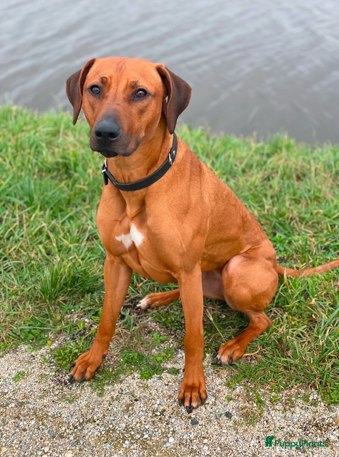 Rhodesian Ridgeback honden te koop: 10 prachtige Rhodesian Ridgeback pups te koop - Advertentie 5