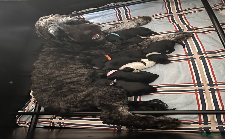 Cockapoo honden - Advertentie 2