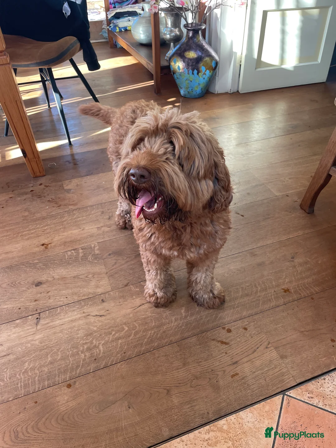 Australian Labradoodle honden te koop: Medium Chocolade labradoodles met Australian bloed - Advertentie 3