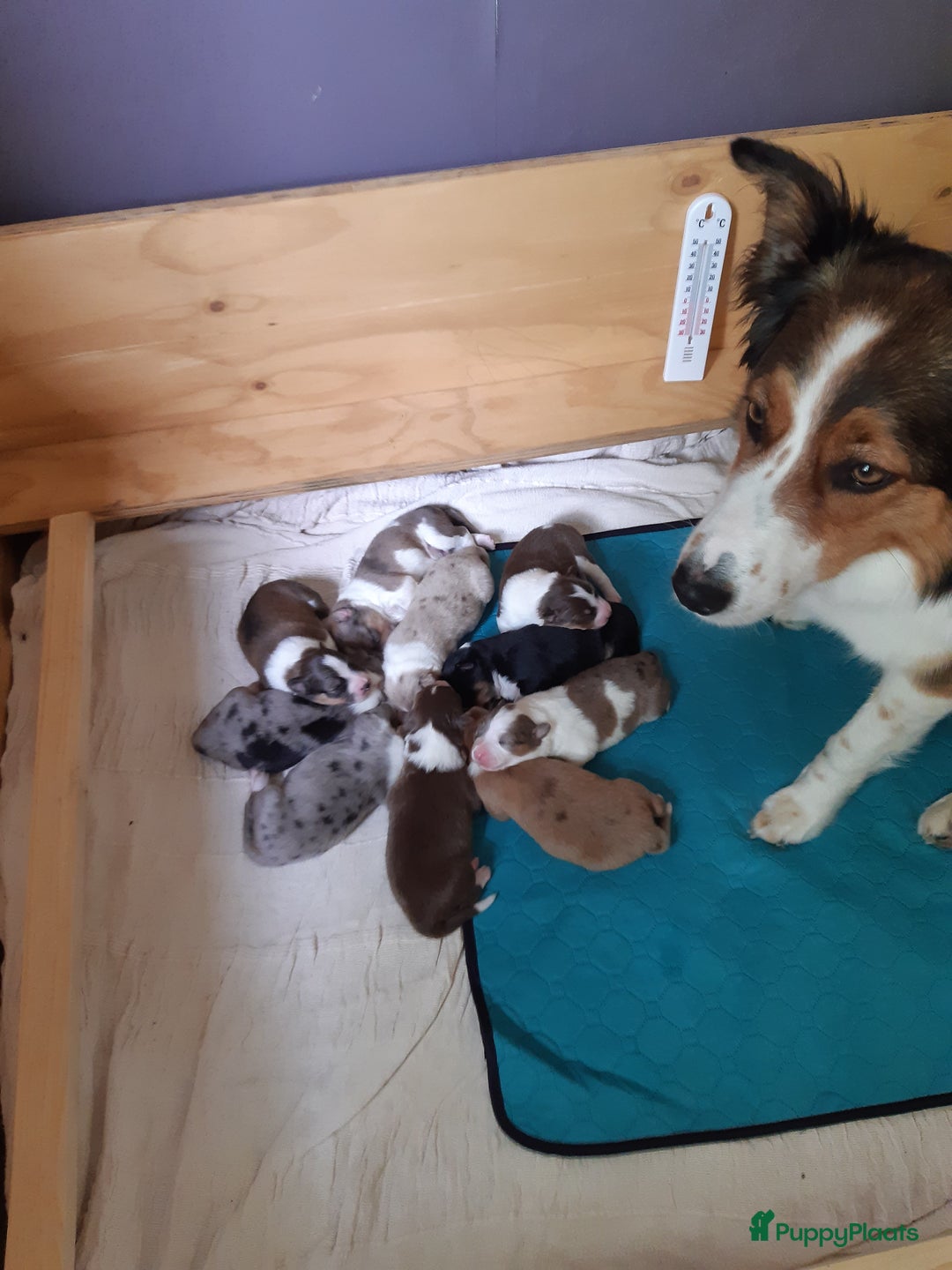 Australian Shepherd honden te koop: Australian Shepherd x Bordercollie pups in Linde - Afbeelding 3