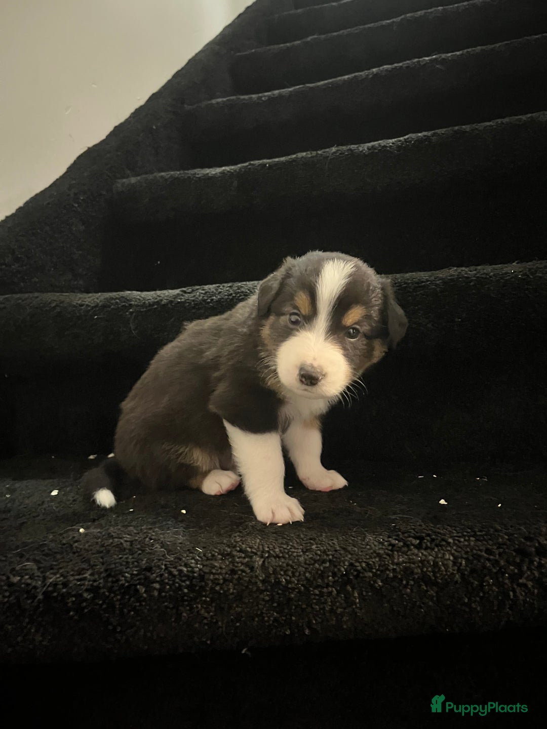 Australian Shepherd honden te koop: Raszuivere Australian Shepherd pups - Advertentie 5
