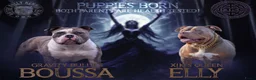 Amerikaanse Bully honden te koop: American bully xl pup - Advertentie 6