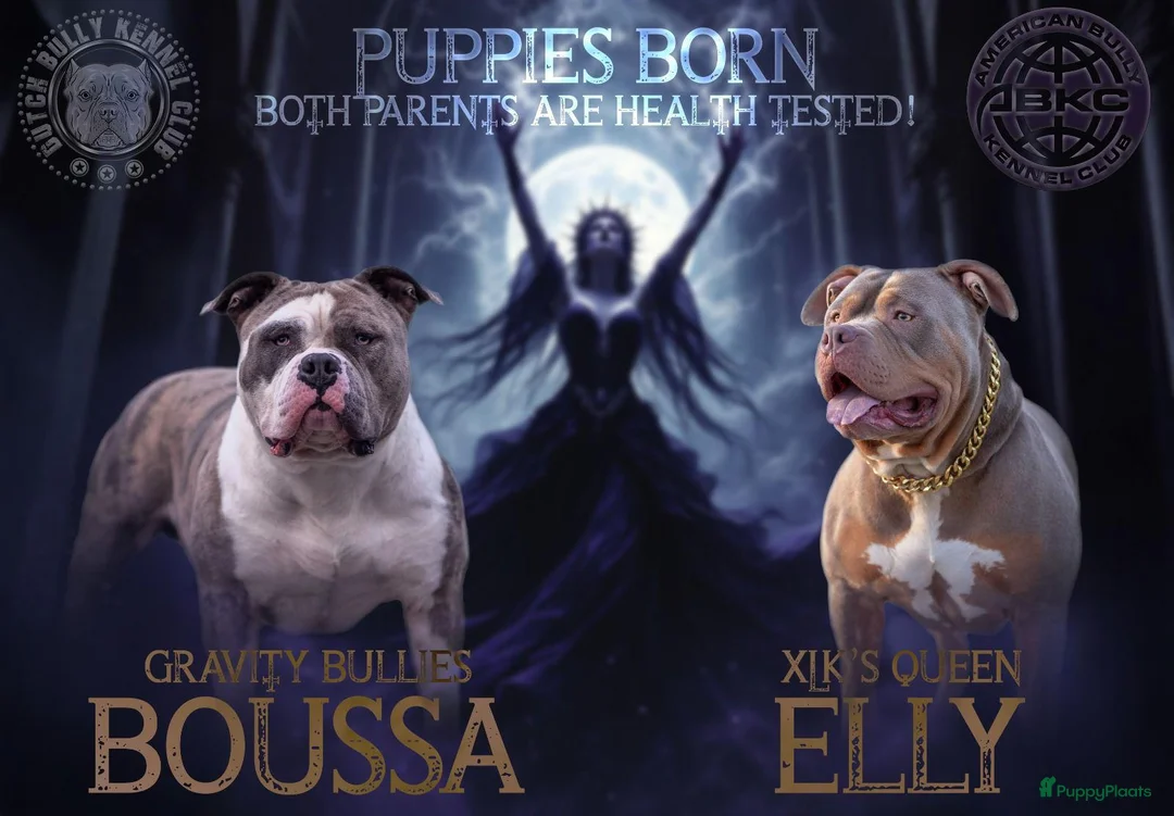 Amerikaanse Bully honden te koop: American bully xl pup - Advertentie 6