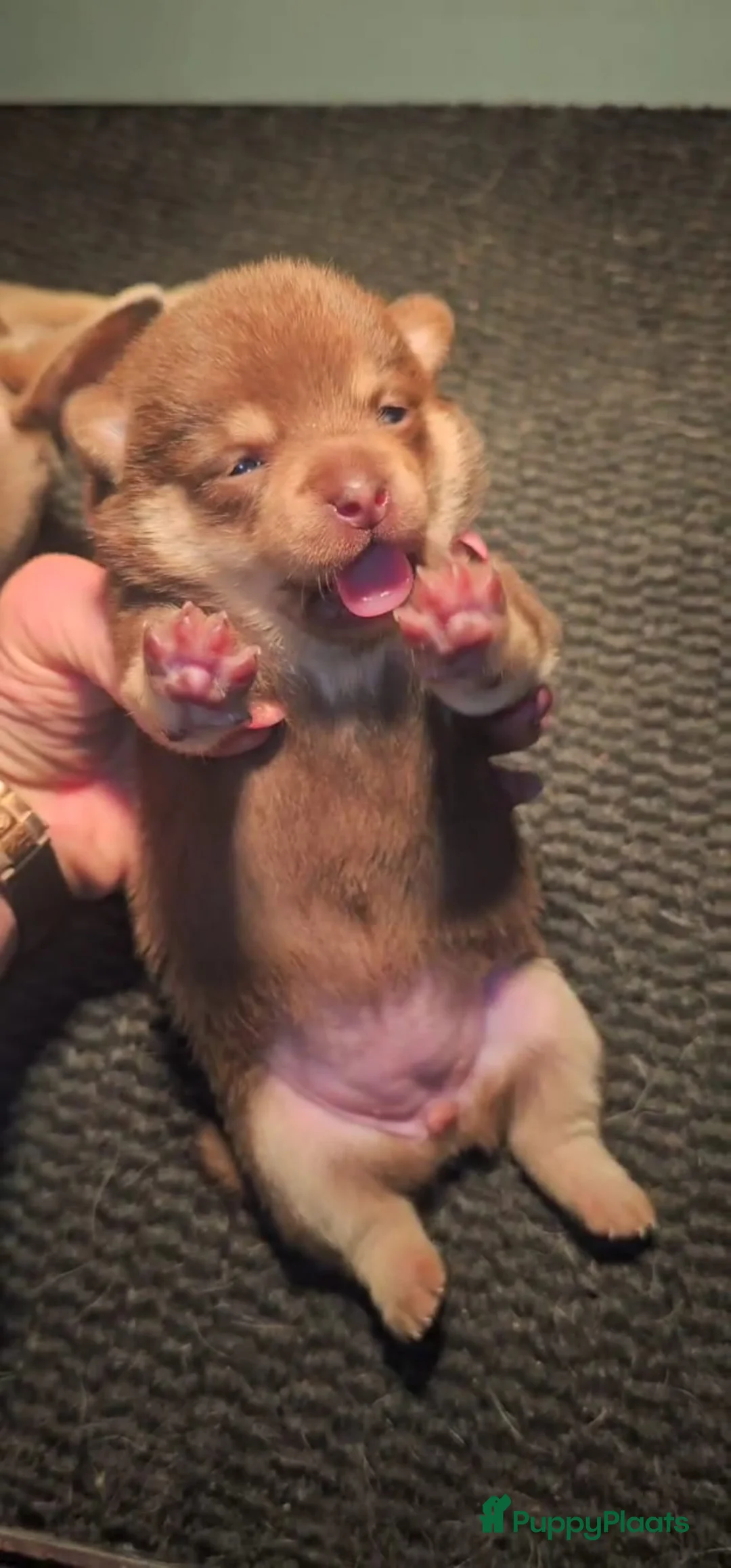 Pomchi honden te koop: SUPERSCHATTIGE POMCHIBEERTJES❤️2 REUTJES 1 TEEFJE  - Advertentie 2