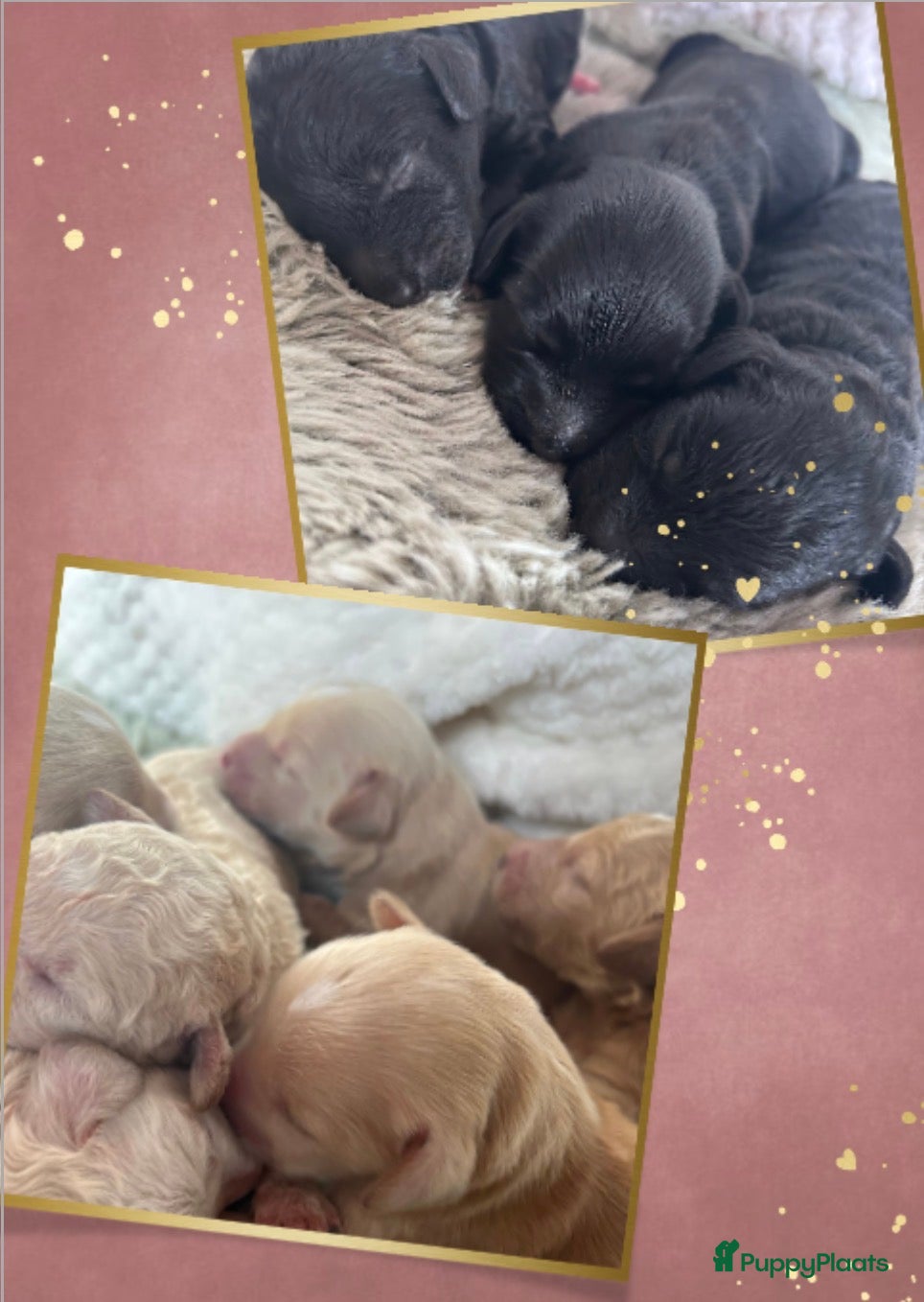 Australian Labradoodle honden Medium Cobberdog/Australian Labradoodles geboren! - Advertentie 3