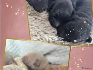 Australian Labradoodle honden Medium Cobberdog/Australian Labradoodles geboren! - Advertentie 3