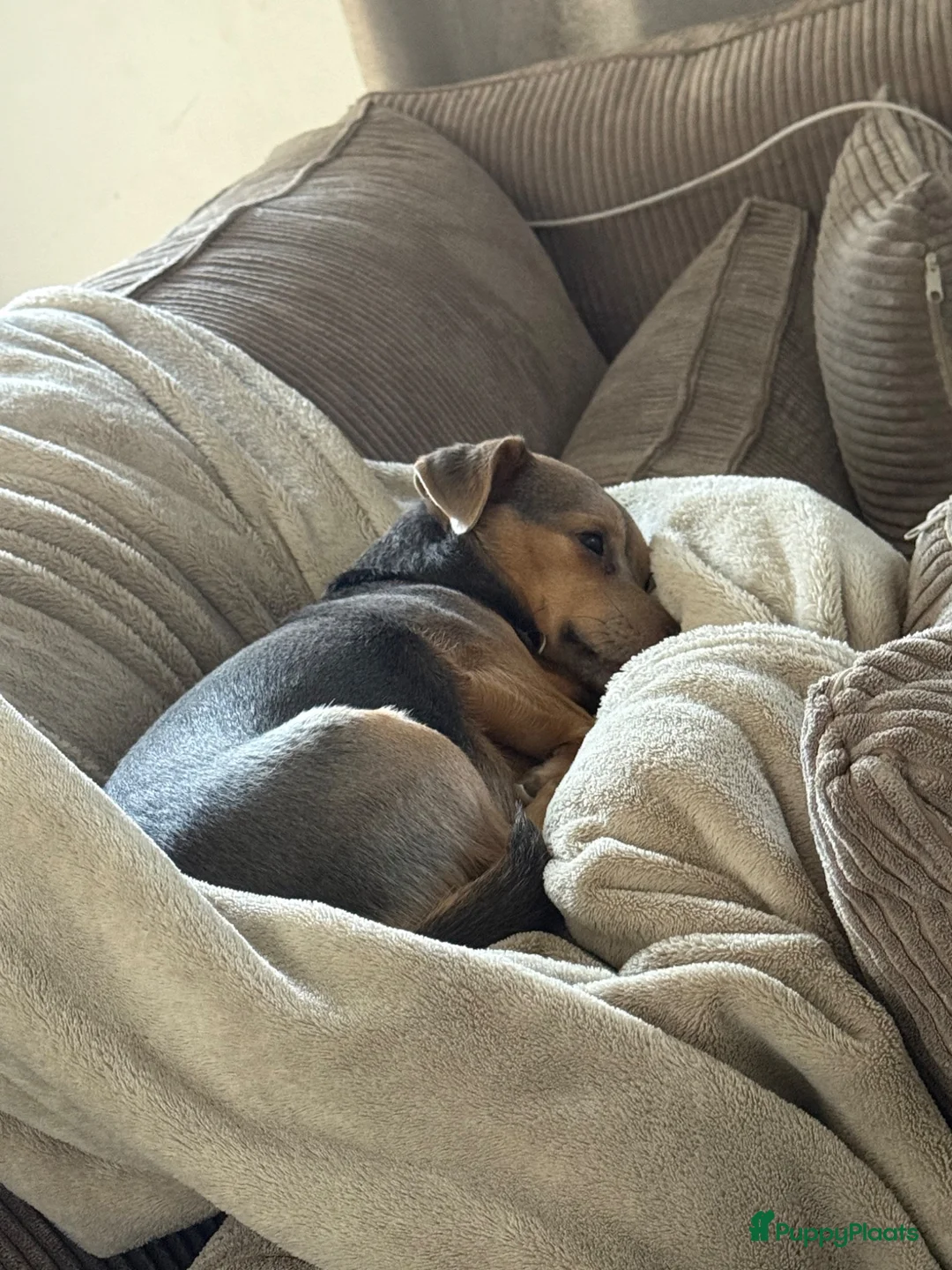 Jack Russel Terriër honden ter adoptie: Jack russel  - Advertentie 2