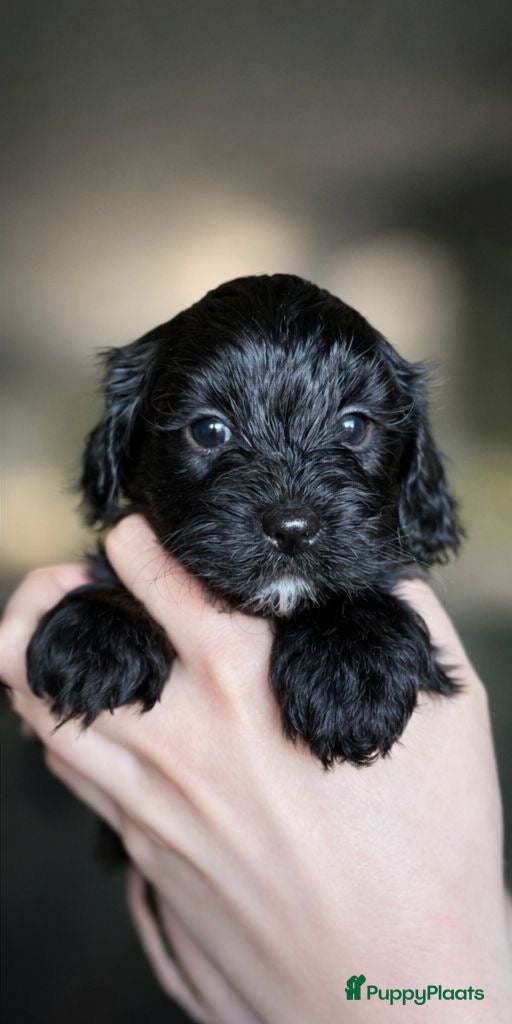 Kruising honden Lieve Boompoo - Advertentie 6