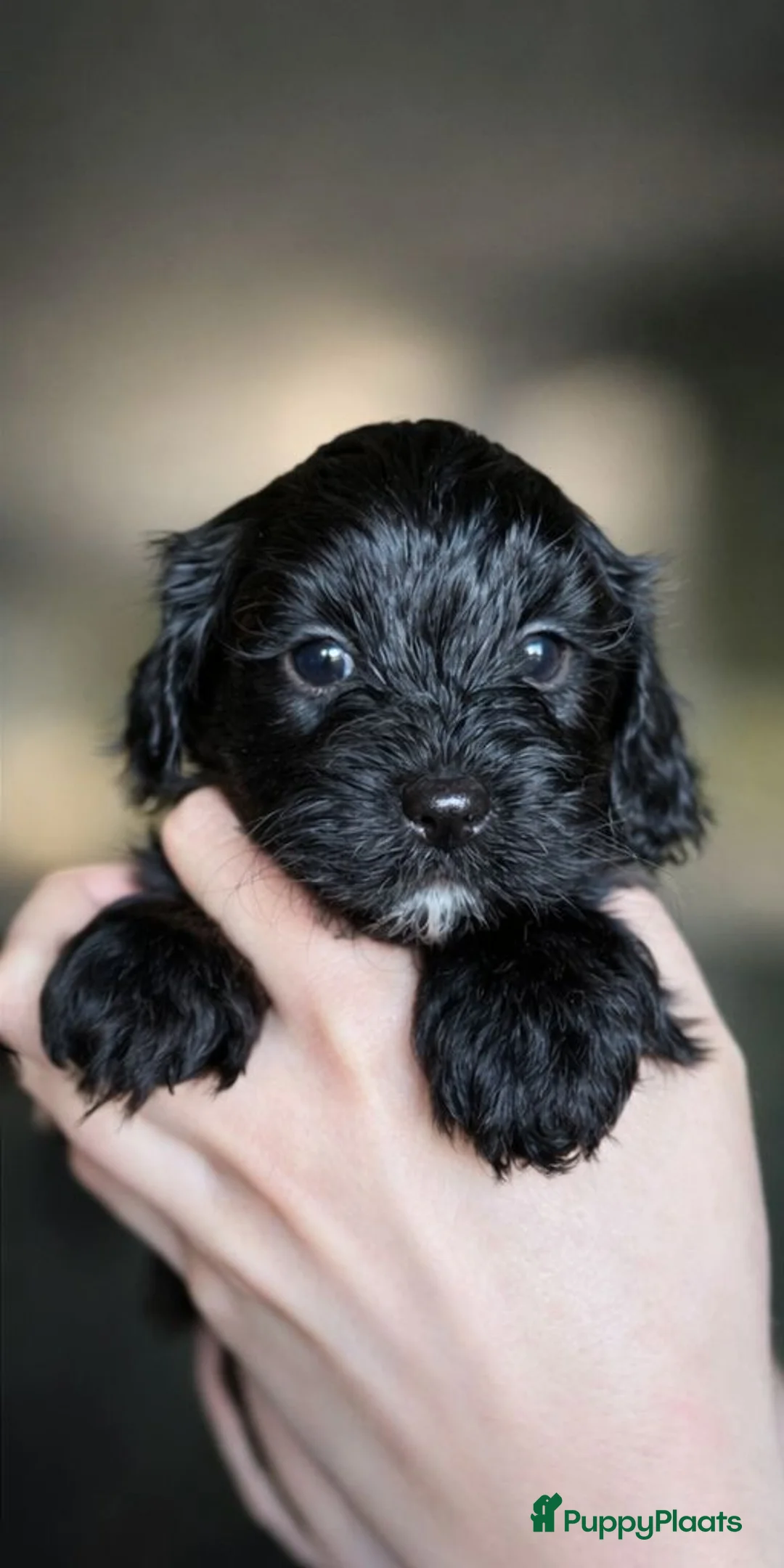 Kruising honden te koop: Lieve Boompoo - Advertentie 1