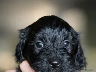 Kruising honden Lieve Boompoo - Advertentie 4