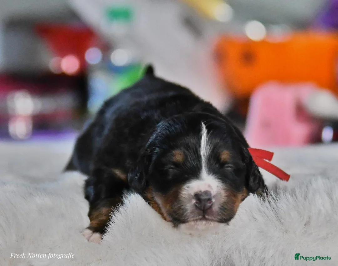 Berner Sennenhond honden te koop: Mooie Bernerpups - Advertentie 11