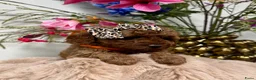 Poedel Toy honden te koop: toypoedel  - Advertentie 9