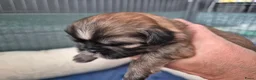 Shih Tzu honden te koop: Ras thi zhu - Advertentie 9