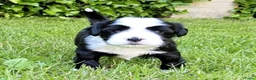 Tibetaanse Terriër honden te koop: Tibetaanse Terriër reutje beschikbaar  - Advertentie 2