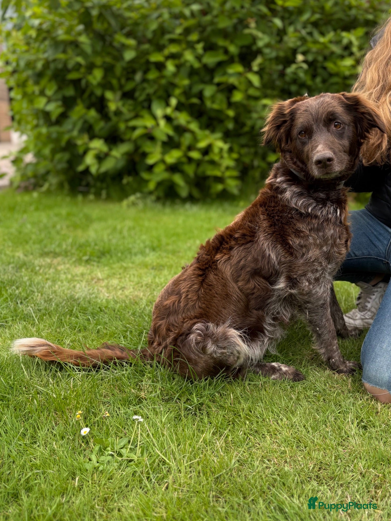 Friese Stabij honden Friese stabij puppy’s  - Advertentie 1