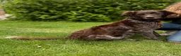 Friese Stabij honden te koop: Friese stabij puppy’s  in Uithuizermeeden - Advertentie 1