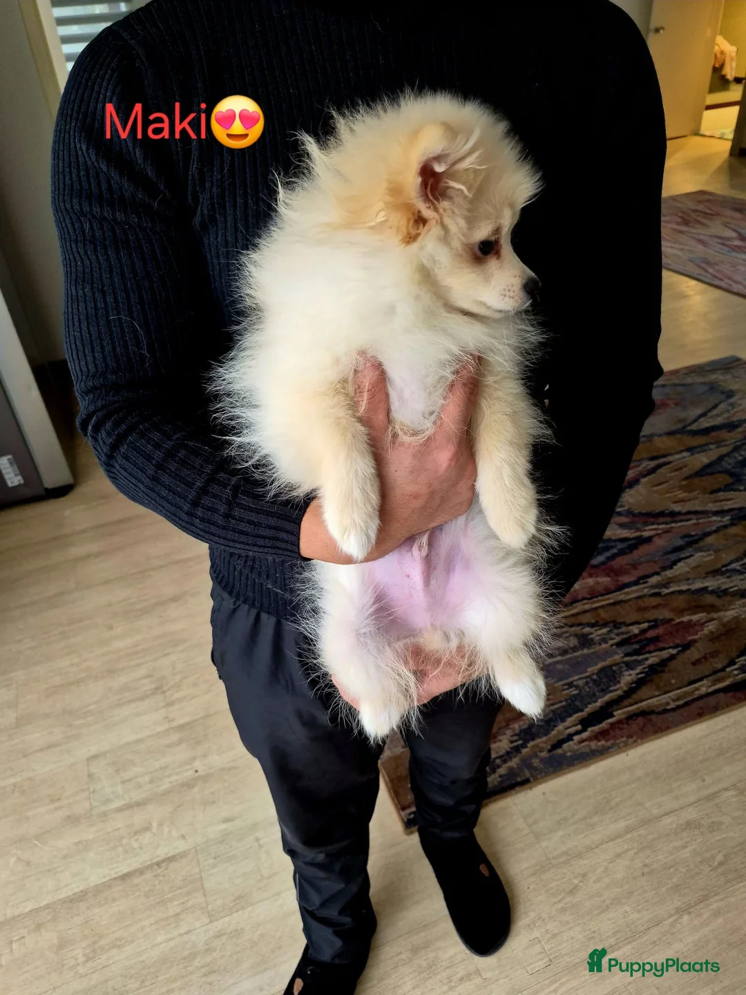 Pomeriaan honden te koop: drie pluizige baby's - Advertentie 18