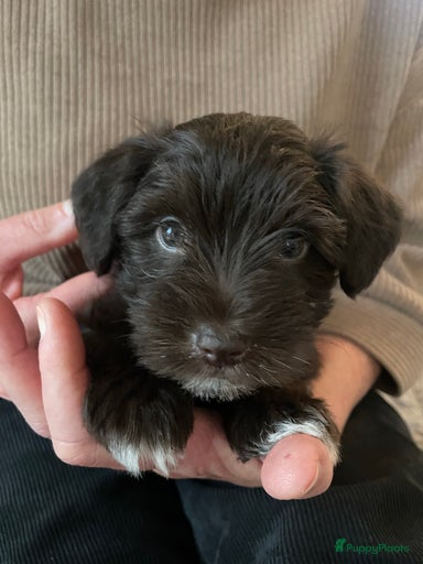 Galerij afbeelding {{count}}