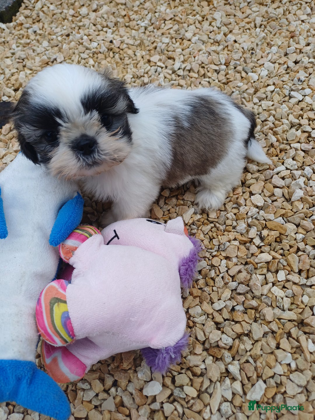 Shih Tzu honden te koop: leuke lieve ras zuiver shih tzu pups - Advertentie 5