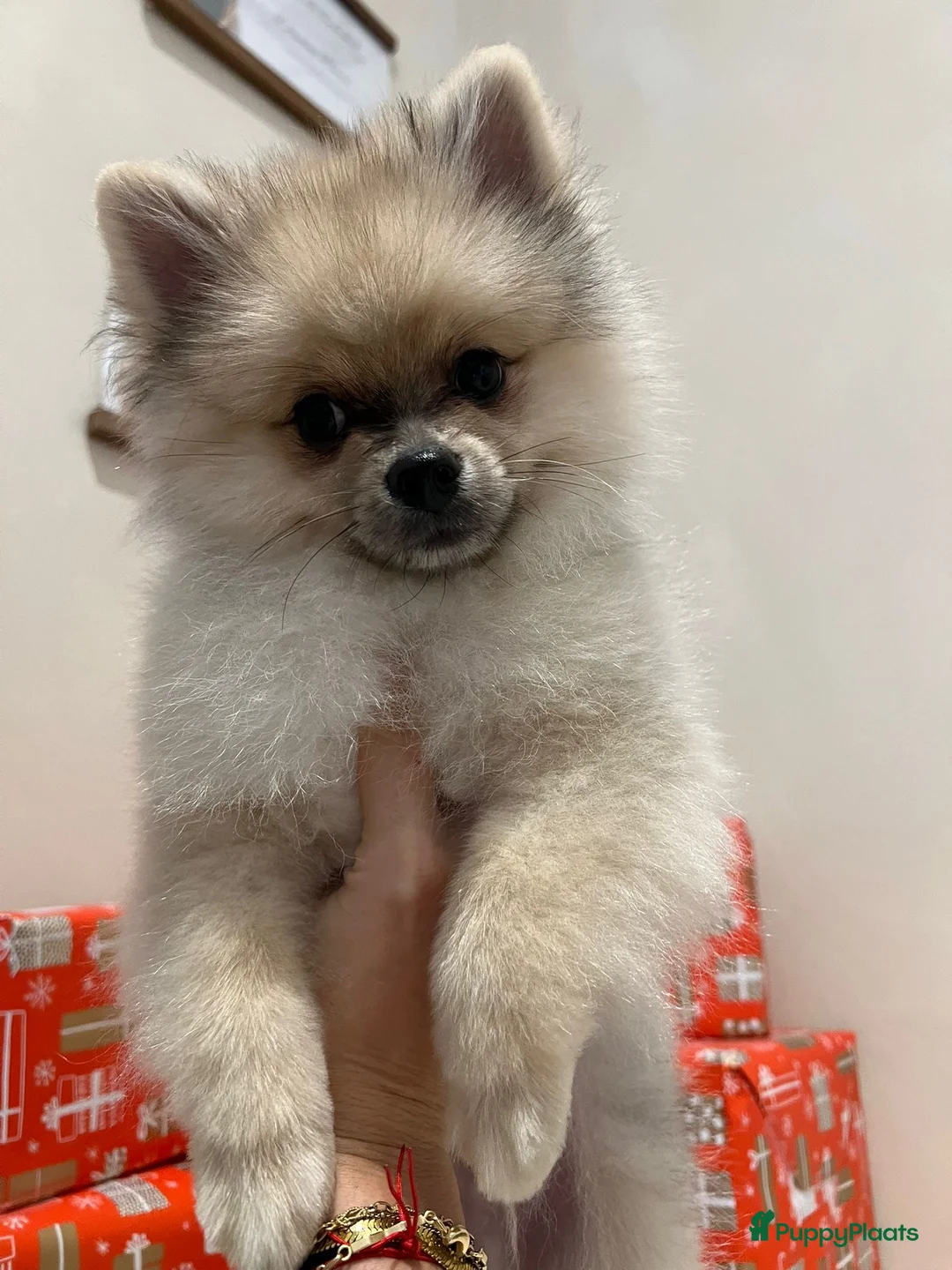 Pomeriaan honden te koop: Pomeriaan Reutje 8 maanden  - Advertentie 4