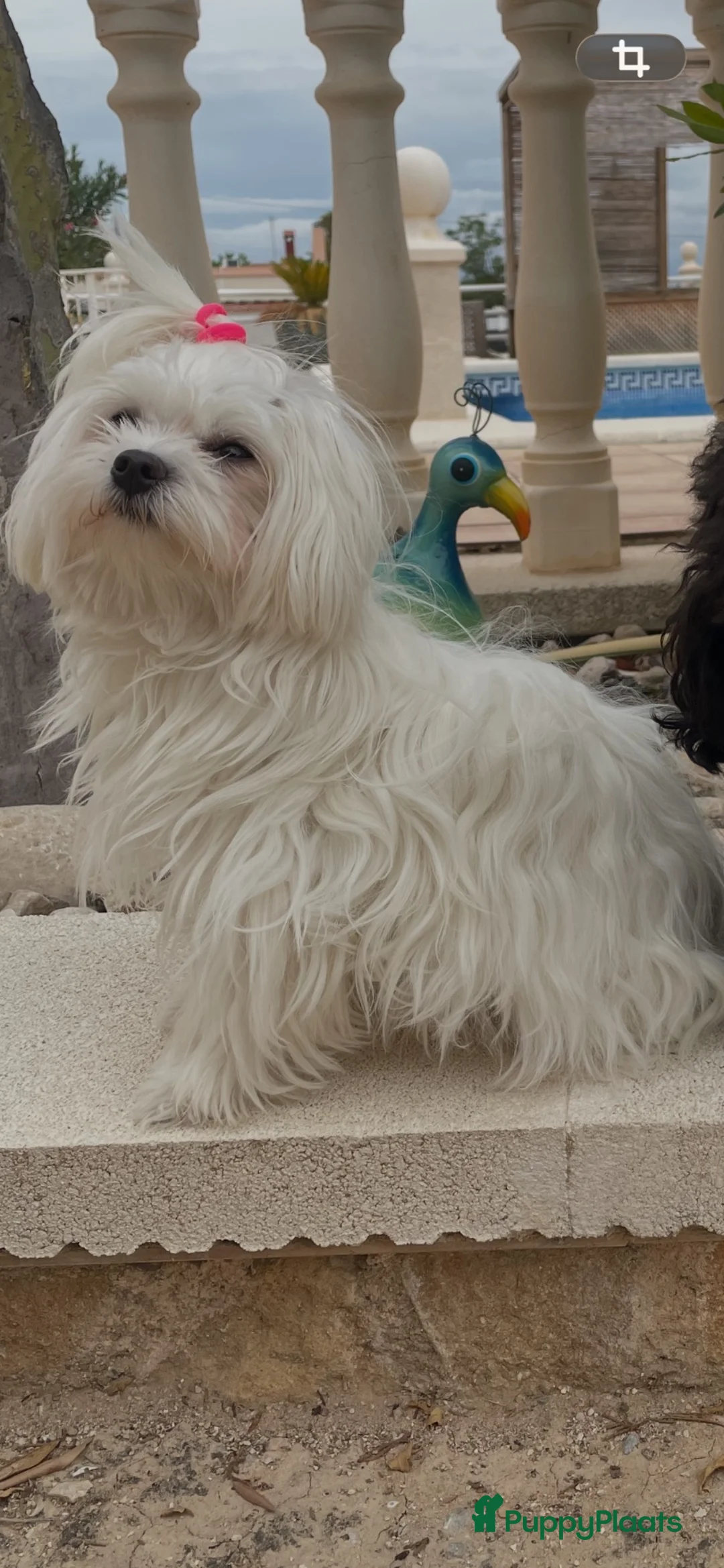 Maltipoo honden te koop: Maltipoo puppy’s te koop - Advertentie 32