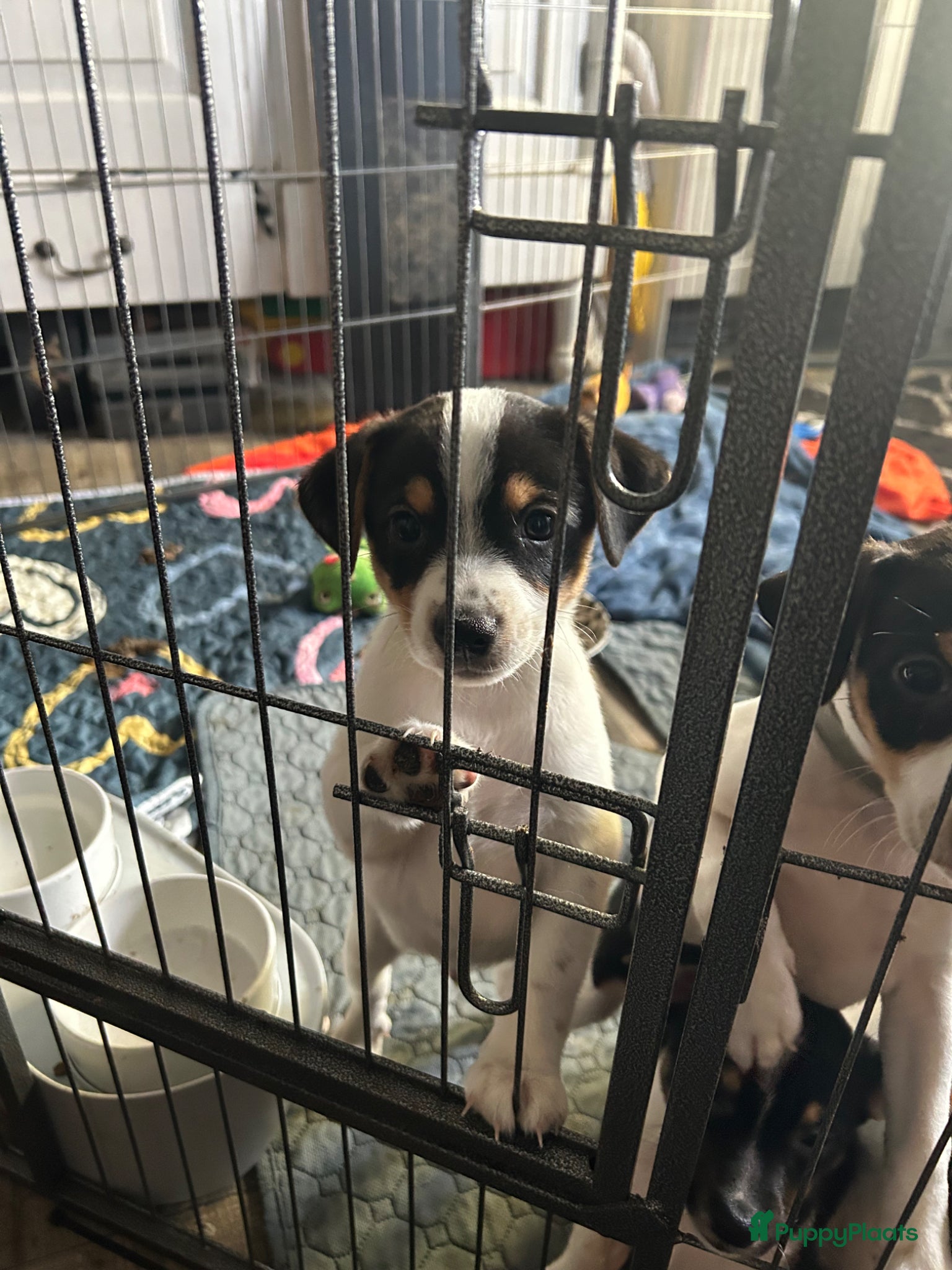 Boerenfox honden te koop: Boerenfox pups in Zuid-Beijerland - Advertentie 5