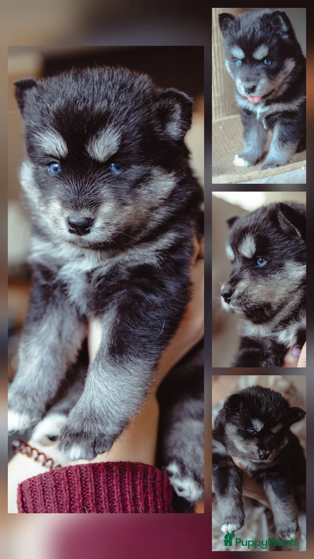 Pomsky honden te koop: Pomsky puppy's  met Husky looks - Advertentie 6
