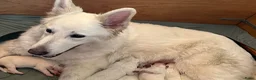 Zwitserse Witte Herdershond honden te koop: Zwitserse witte herder pups - Advertentie 17