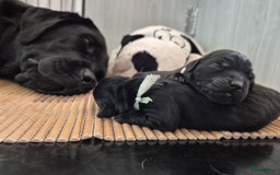 Labrador Retriever honden te koop: Zwarte en gele labrador pups met stamboom - Afbeelding 2
