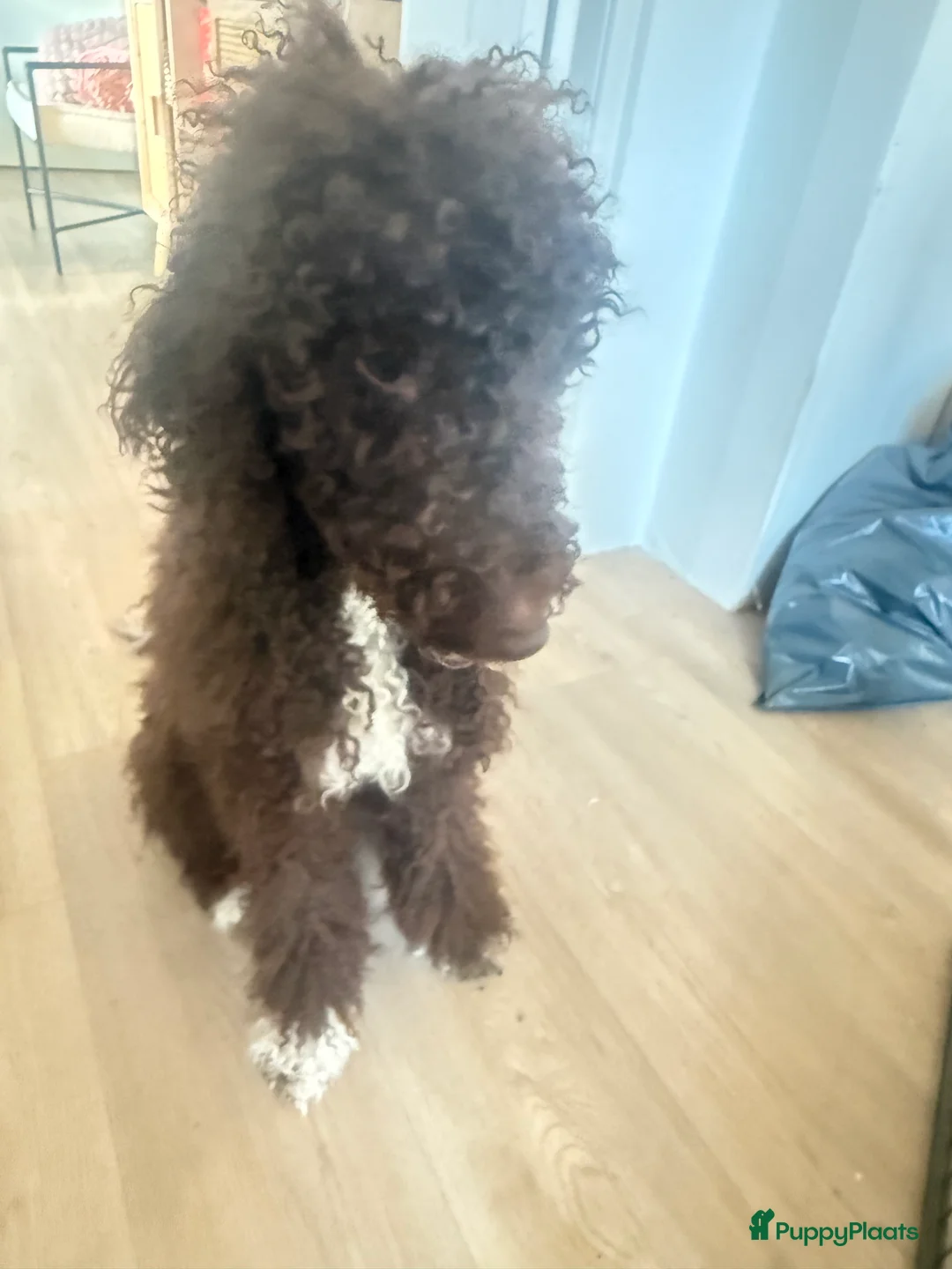 Labradoodle honden te koop: Hele mooie labradoodle puppy’s  - Advertentie 1